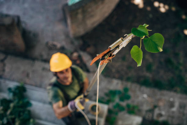 Reliable Montgomery, OH Tree Services Solutions