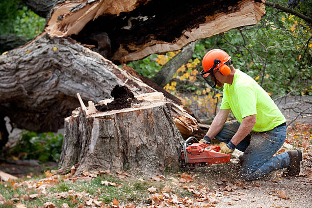 Best Stump Grinding and Removal  in Montgomery, OH